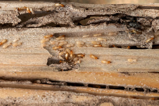 Best Pest Control Near Me  in Normandy, MO